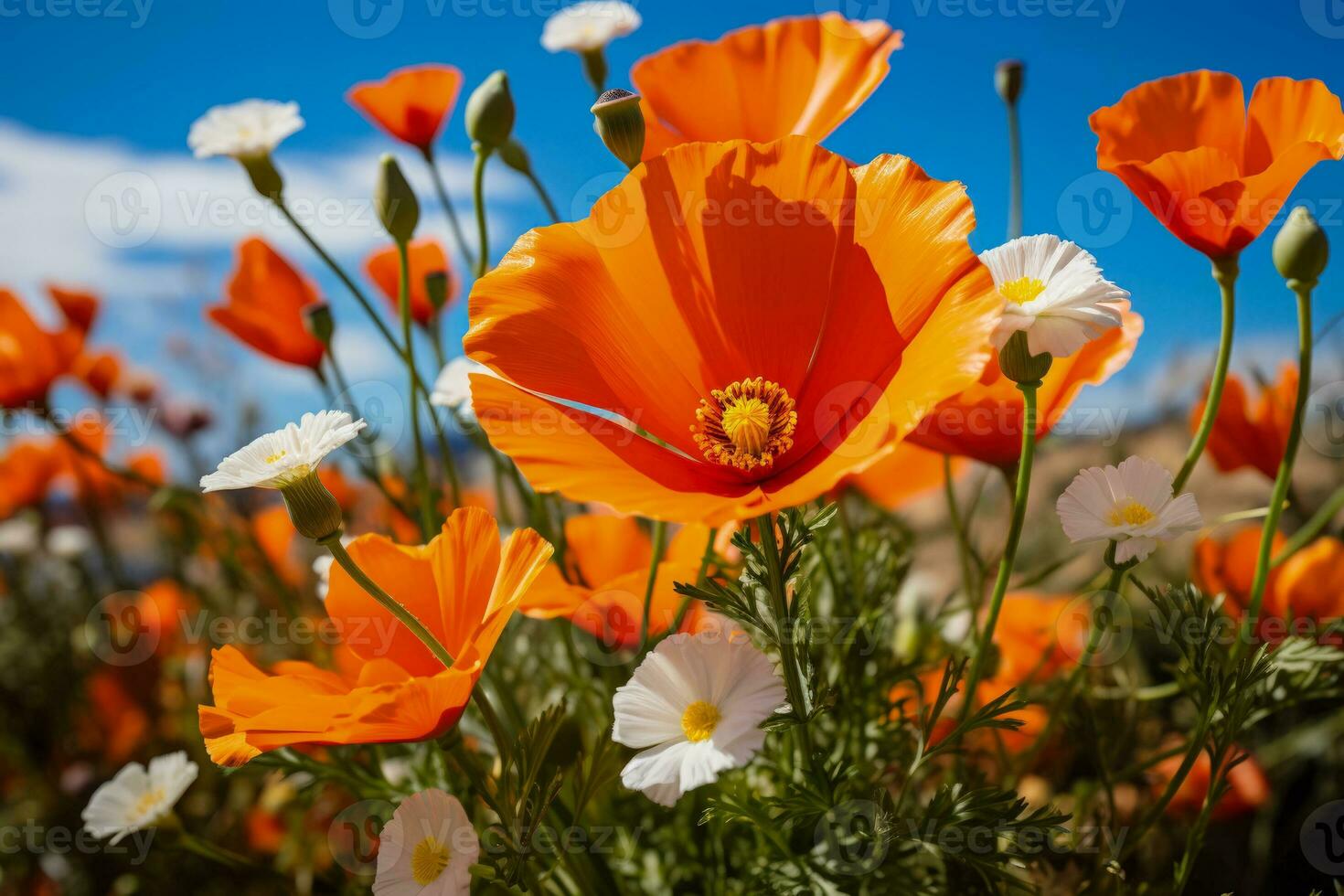 arancia California papavero e cavalletta vivace Fiore di campo incontra vivace insetto nel california arancia contea foto