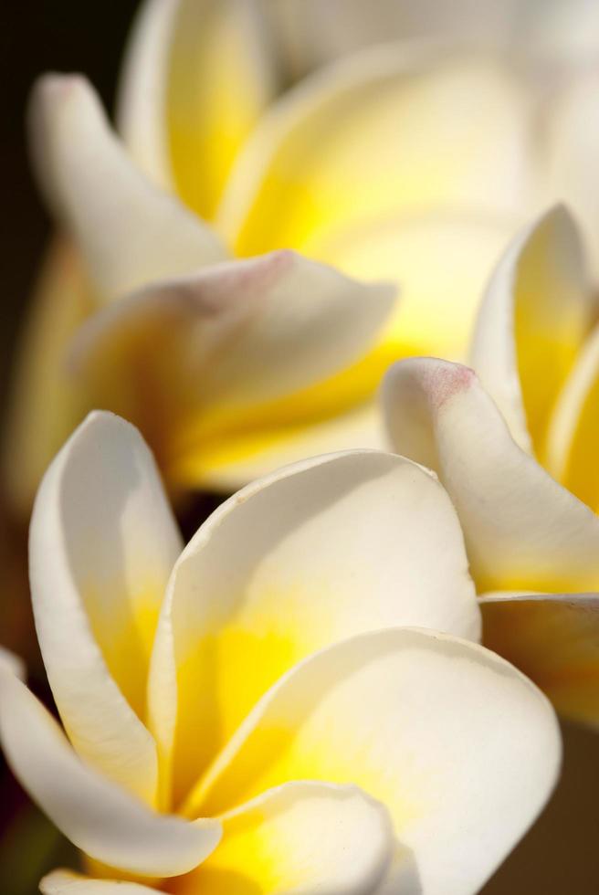 fiori di frangipane in giardino foto