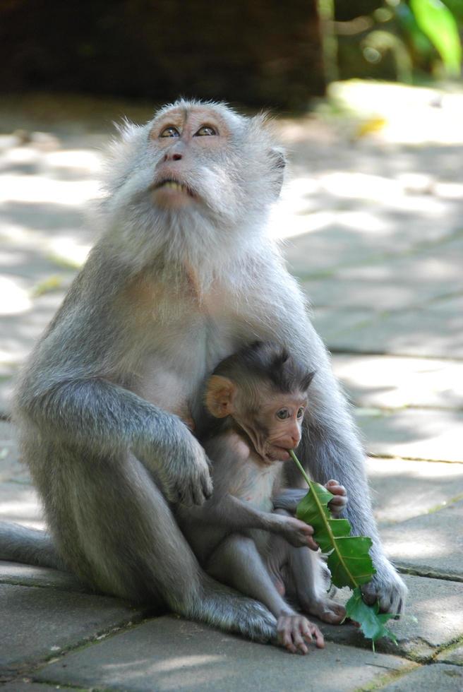 foresta delle scimmie di ubud a bali foto