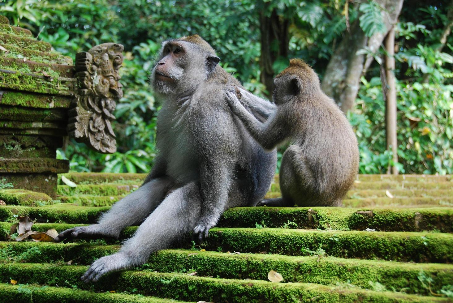 foresta delle scimmie di ubud a bali foto