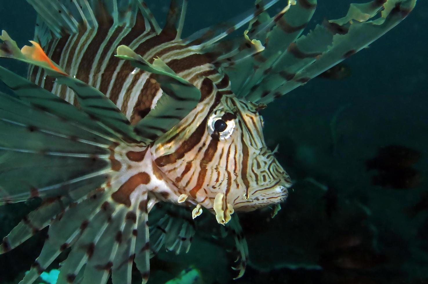 leone pericoloso nel mare. foto