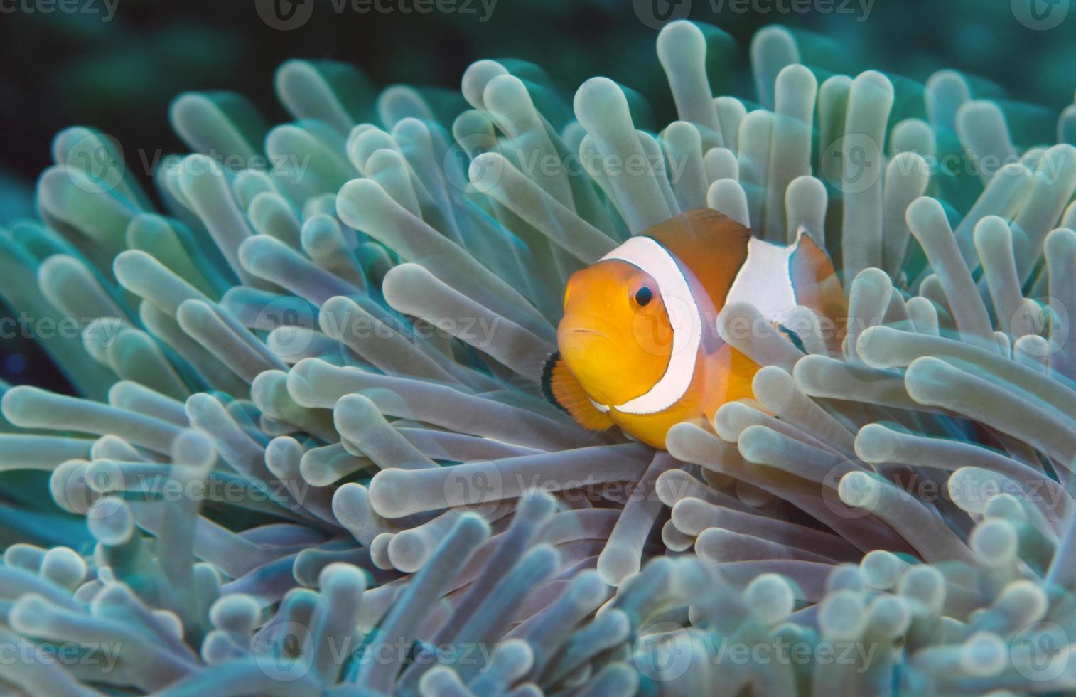 pesce pagliaccio. fantastico mondo sottomarino. foto