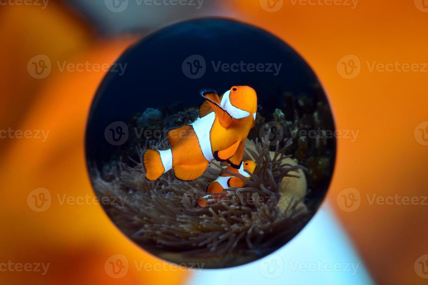 pesce pagliaccio in un anemone. foto