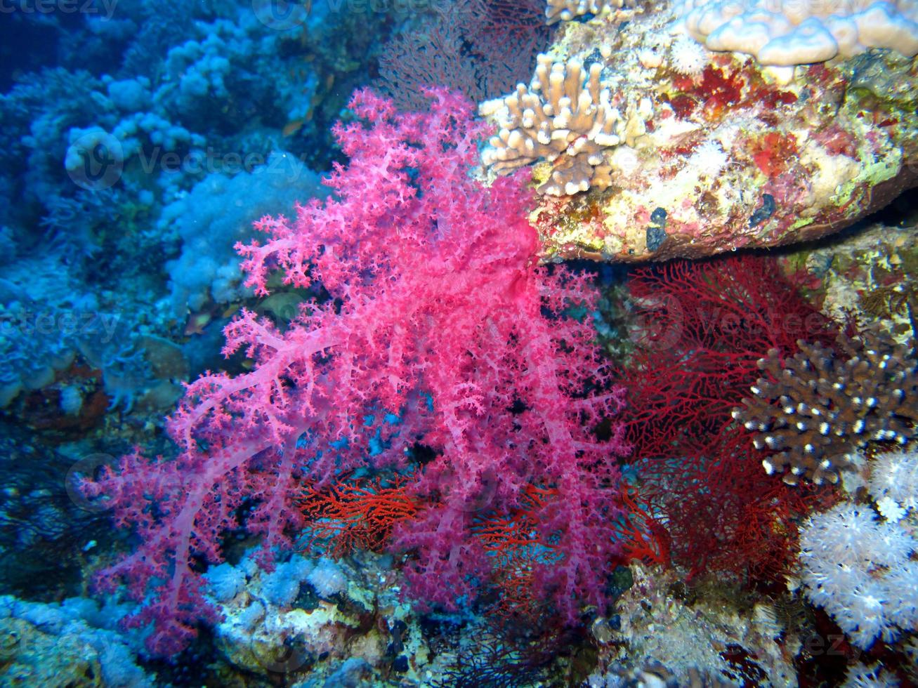 fantastico mondo sottomarino del mar rosso foto