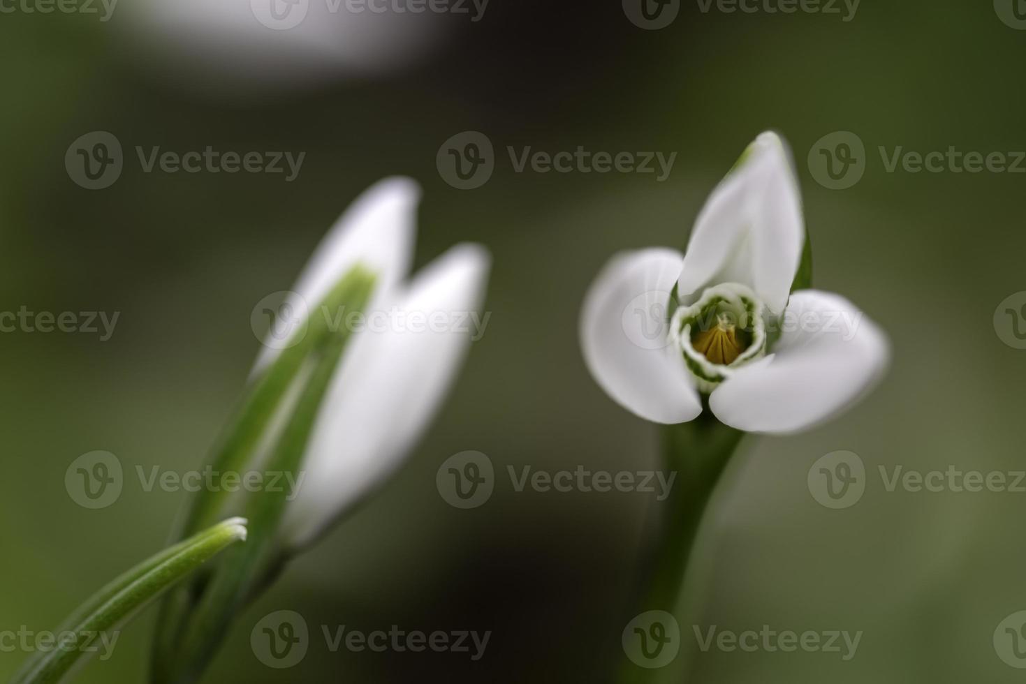 fiori bucaneve - Galanthus nivalis primo piano con messa a fuoco selettiva foto