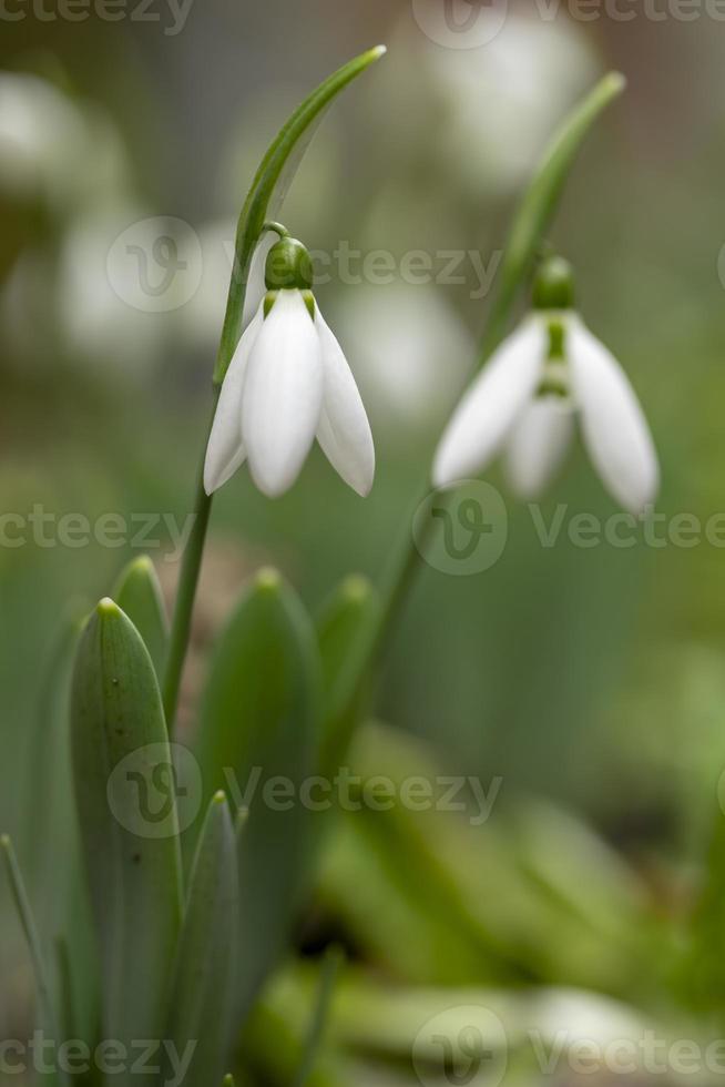 fiori bucaneve - Galanthus nivalis primo piano con messa a fuoco selettiva foto