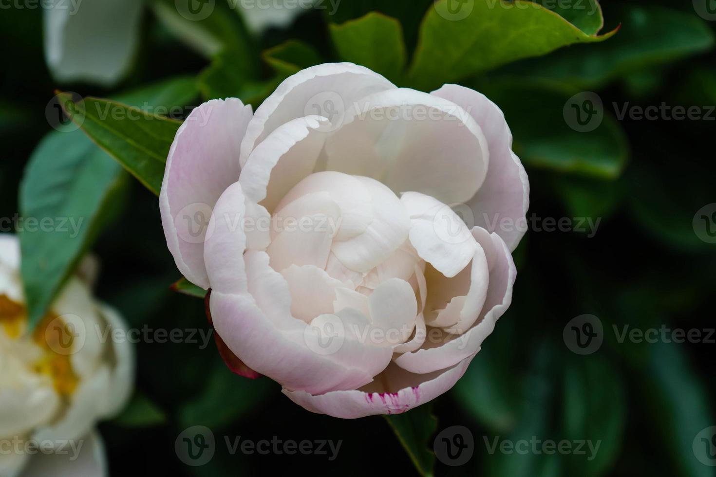 la rosa di pentecoste bianco latte paeonia lactiflora foto