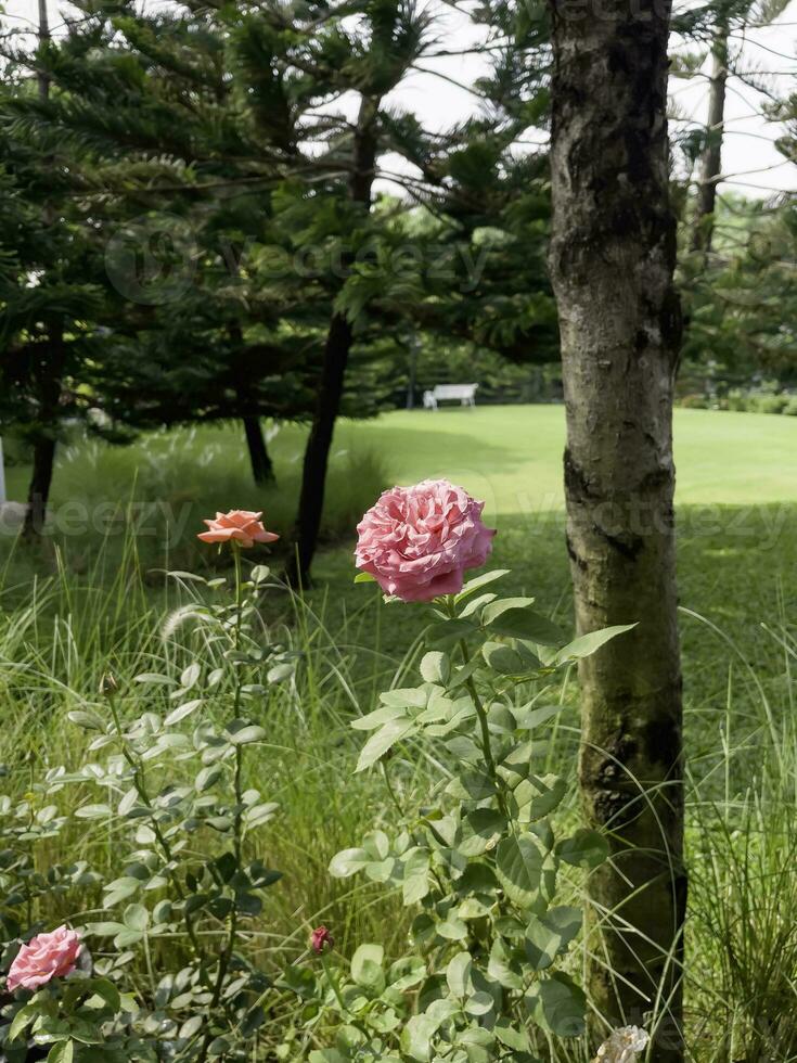 tropicale giardino con sorprendente impianti e fiori foto