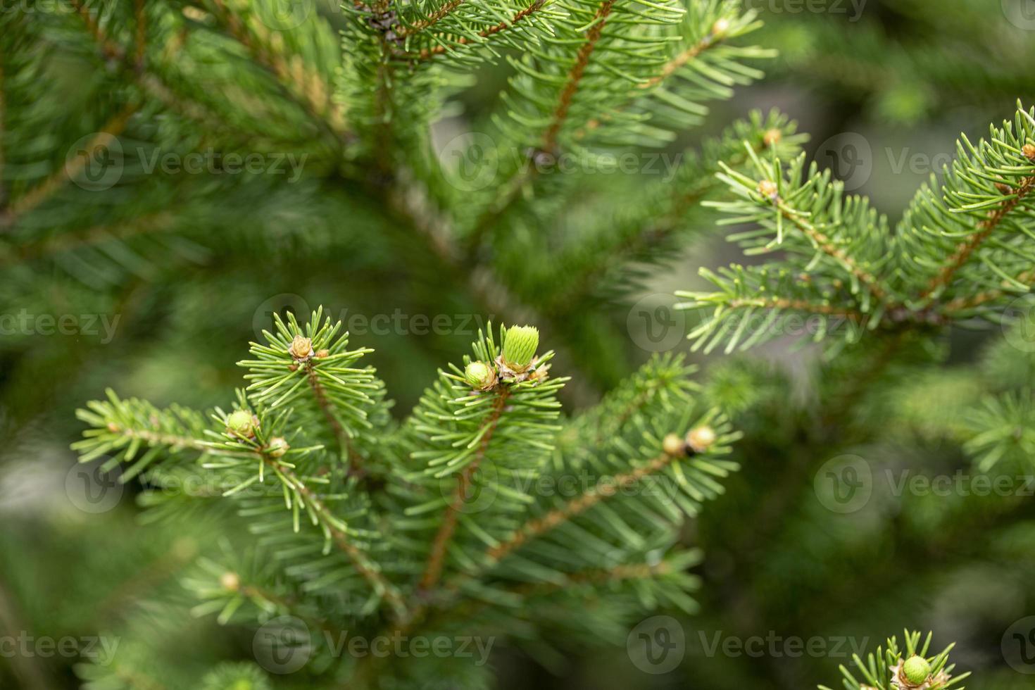 primo piano dei rami di abete che crescono nella foresta foto