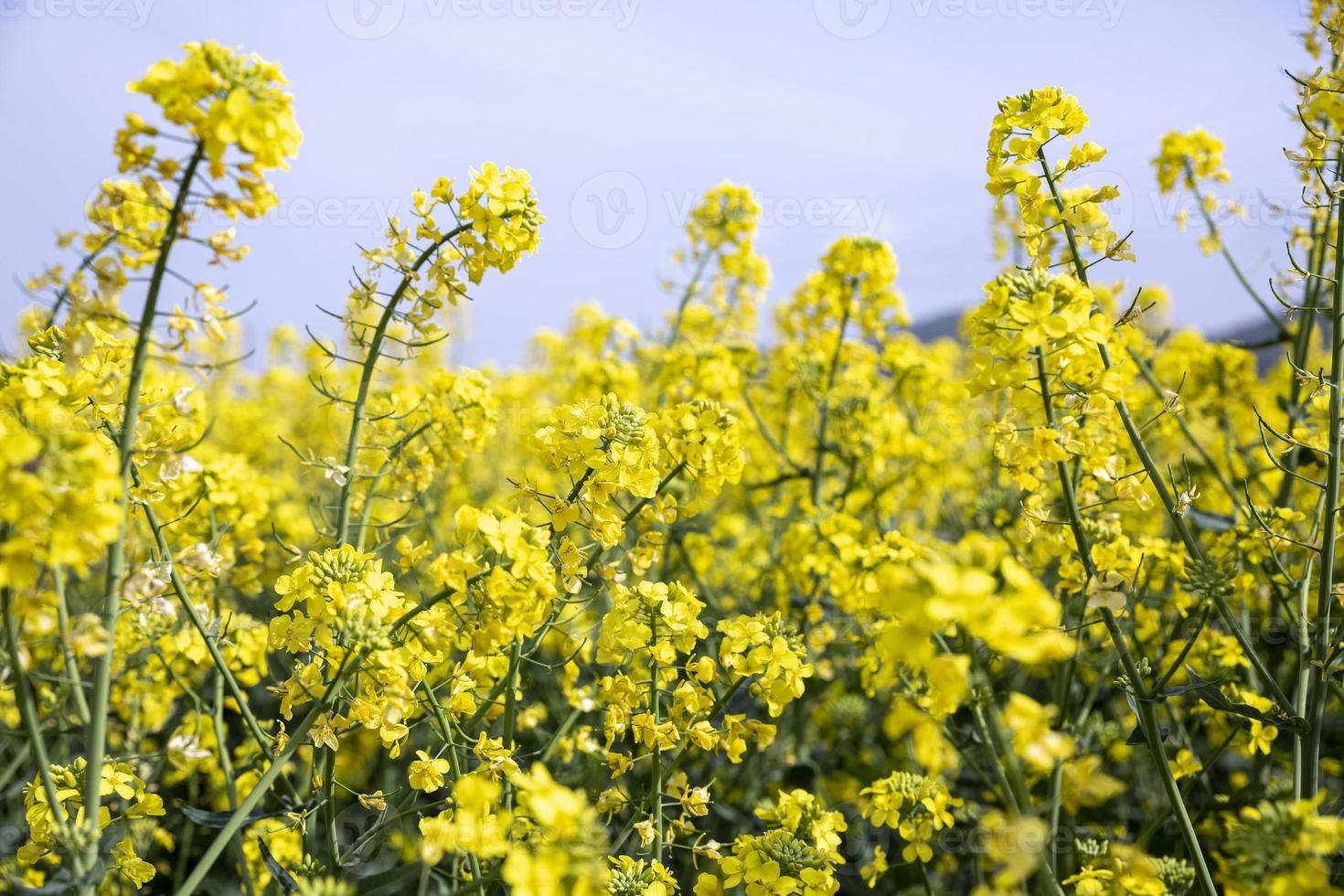 colza campo giallo in fiore in bulgaria foto