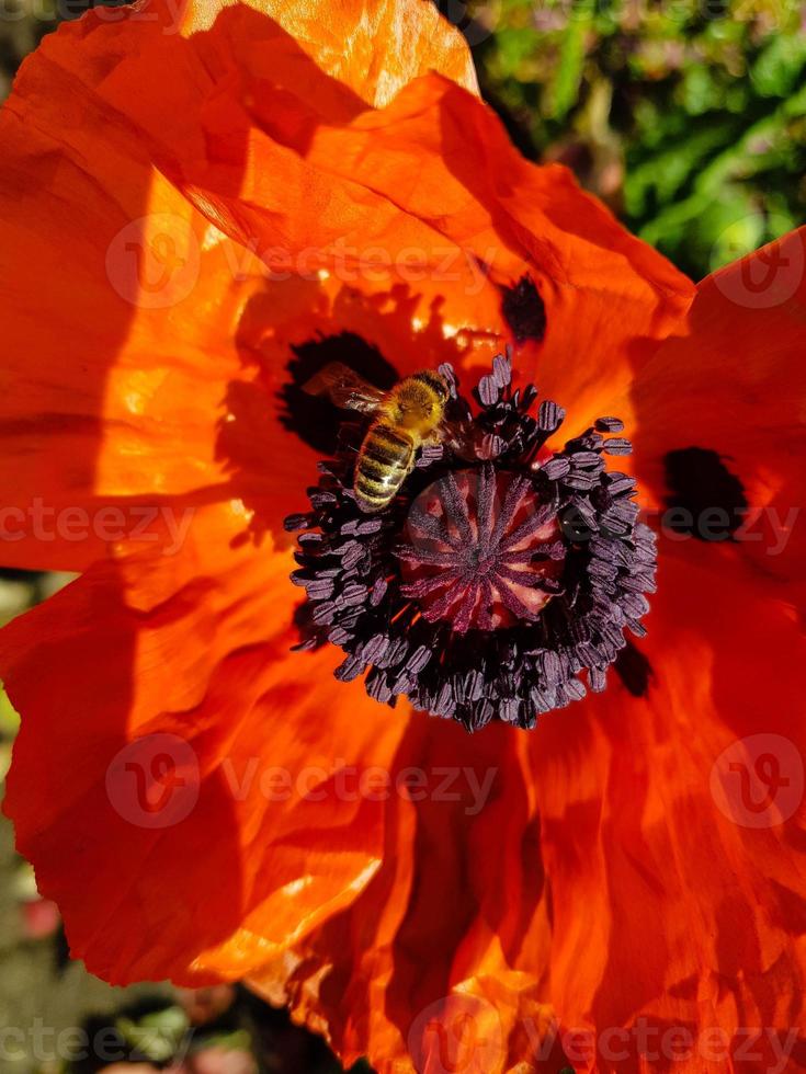 foglie e polline del fiore di papavero foto