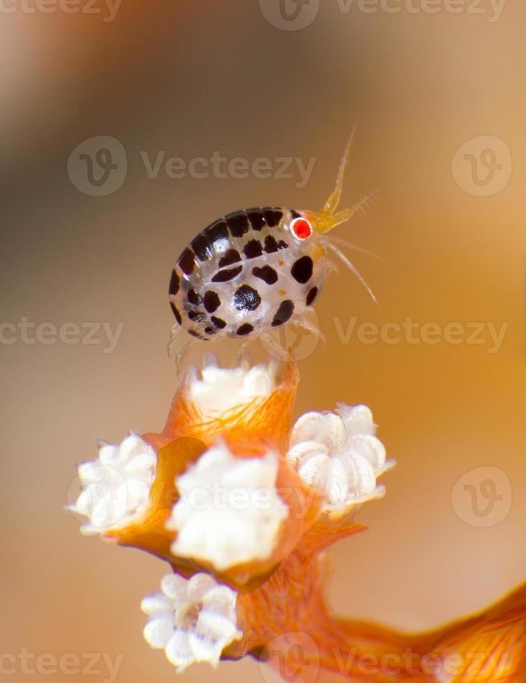 piccola coccinella sott'acqua foto