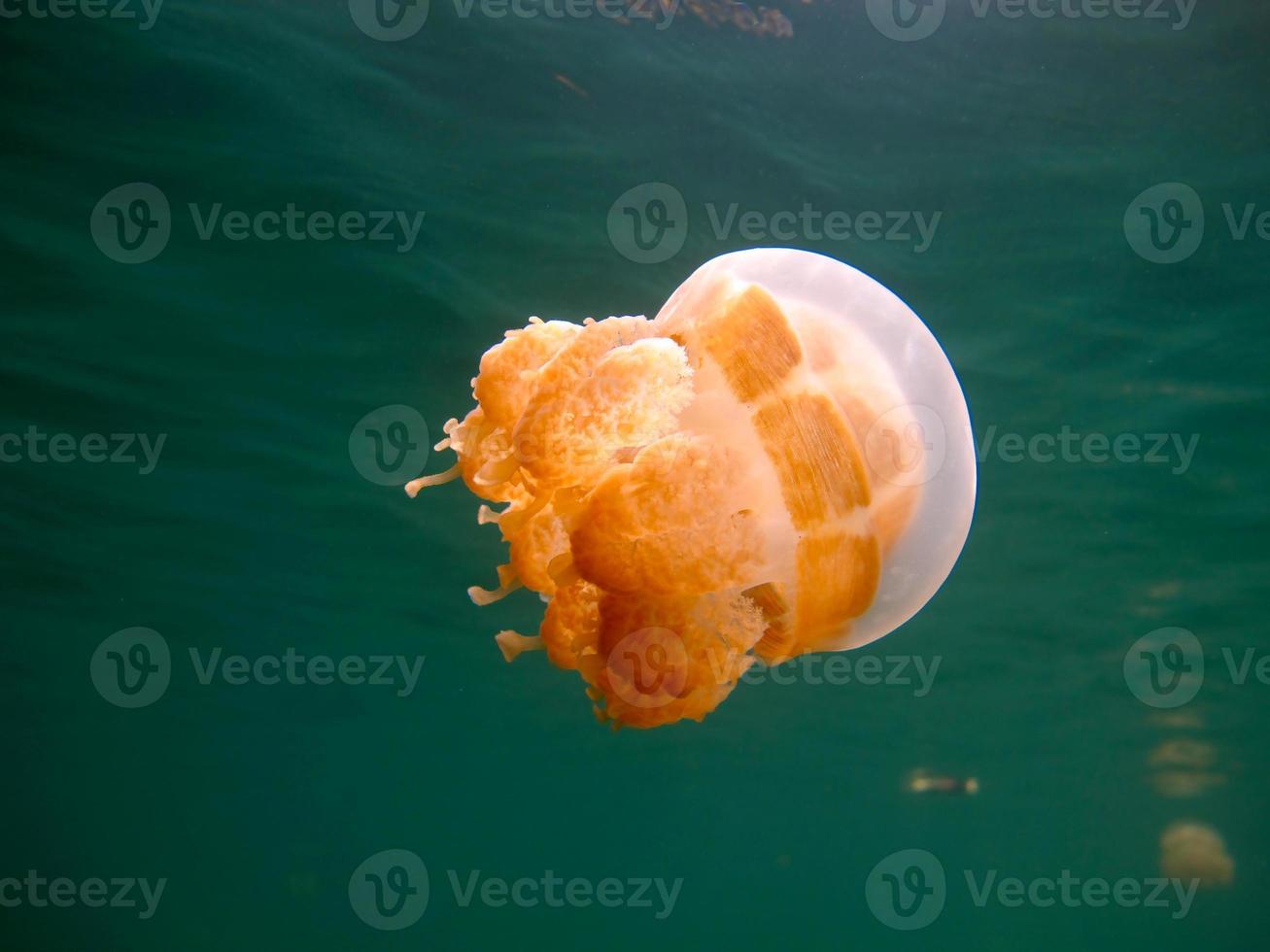 lago delle meduse a palau foto