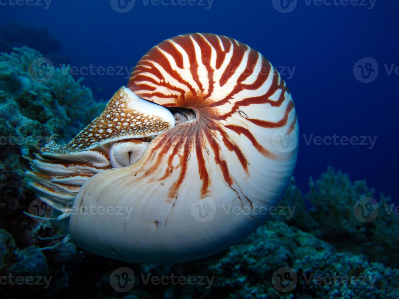 nautilus in mare aperto a palau foto