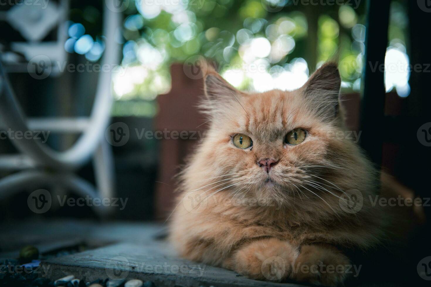 carino Marrone persiano gatto dire bugie su pavimento all'aperto, animale domestico e animale foto