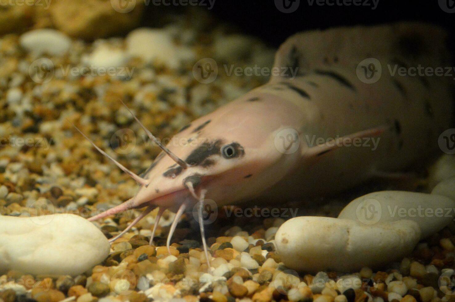 pesce gatto nel il acqua serbatoio foto