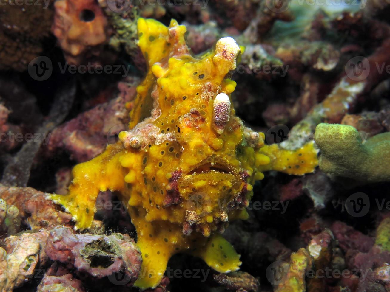 il pesce rana verrucoso sta cacciando nei coralli. foto