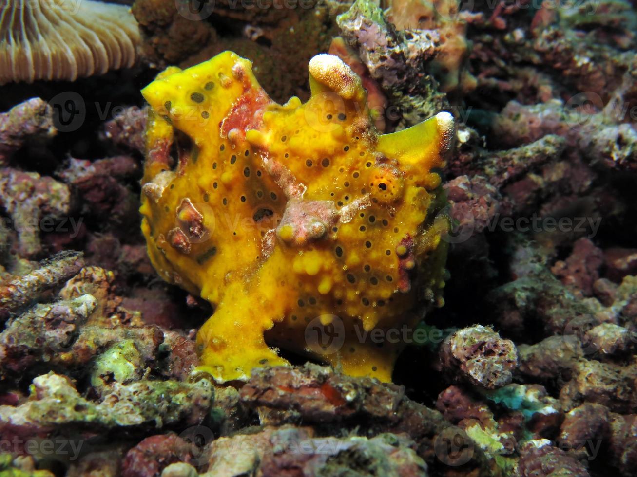 il pesce rana verrucoso sta cacciando nei coralli. foto