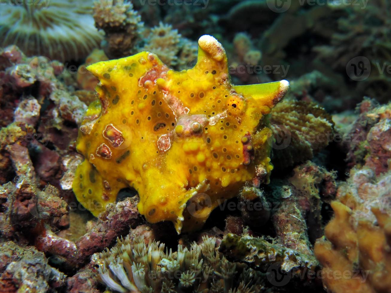 il pesce rana verrucoso sta cacciando nei coralli. foto