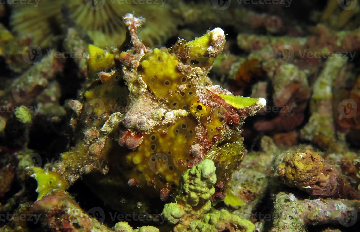 il pesce rana verrucoso sta cacciando nei coralli. foto