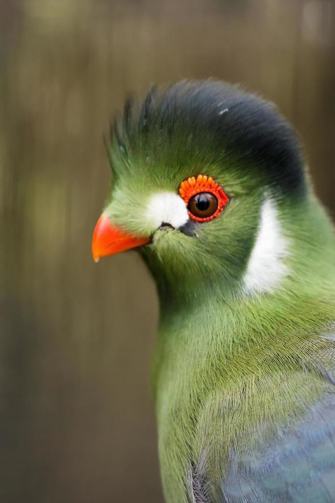 uccello tropicale turaco foto