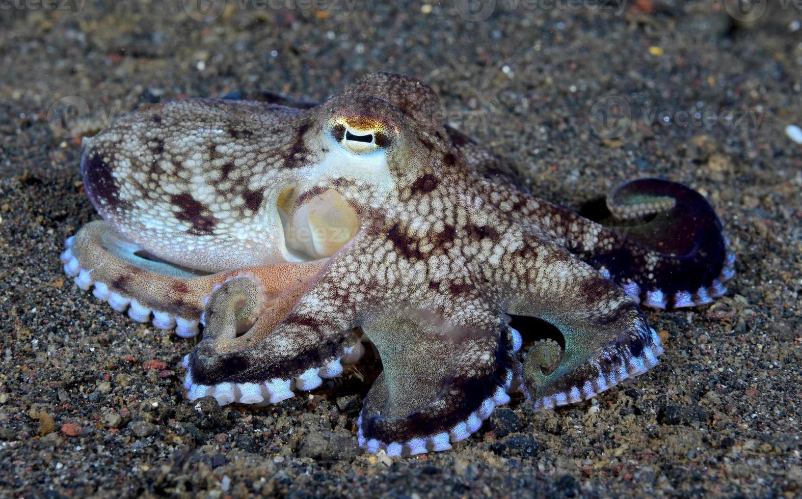 polpo al cocco sul fondo del mare nella notte. foto