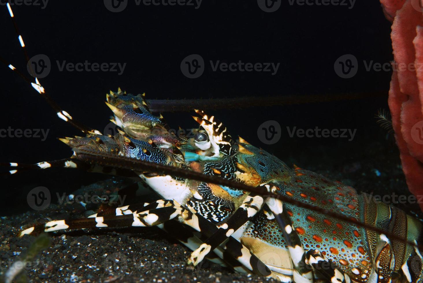 aragosta spinosa decorata che vive sotto una spugna. foto