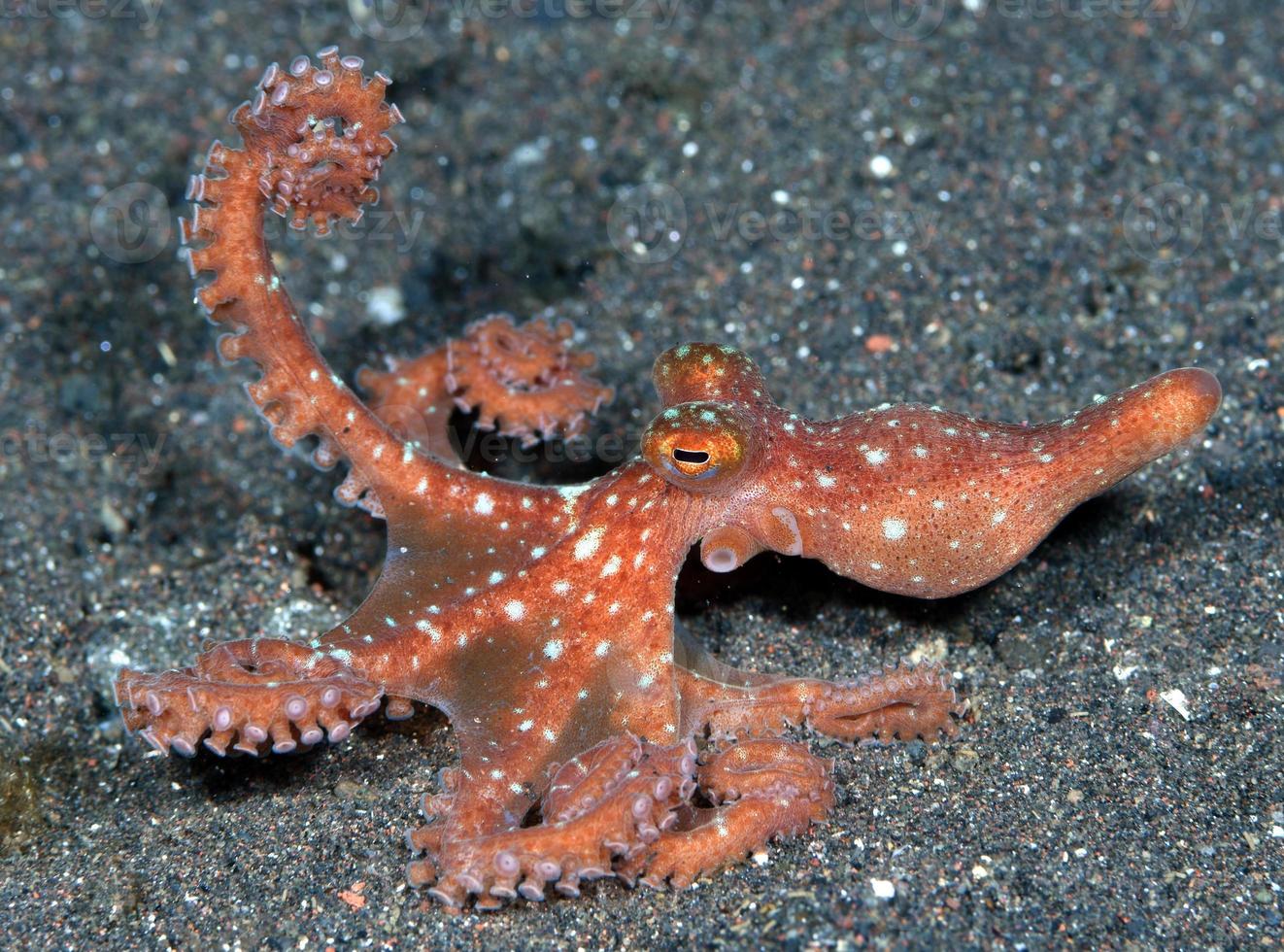 polpo notturno stellato sul fondo del mare nella notte. foto