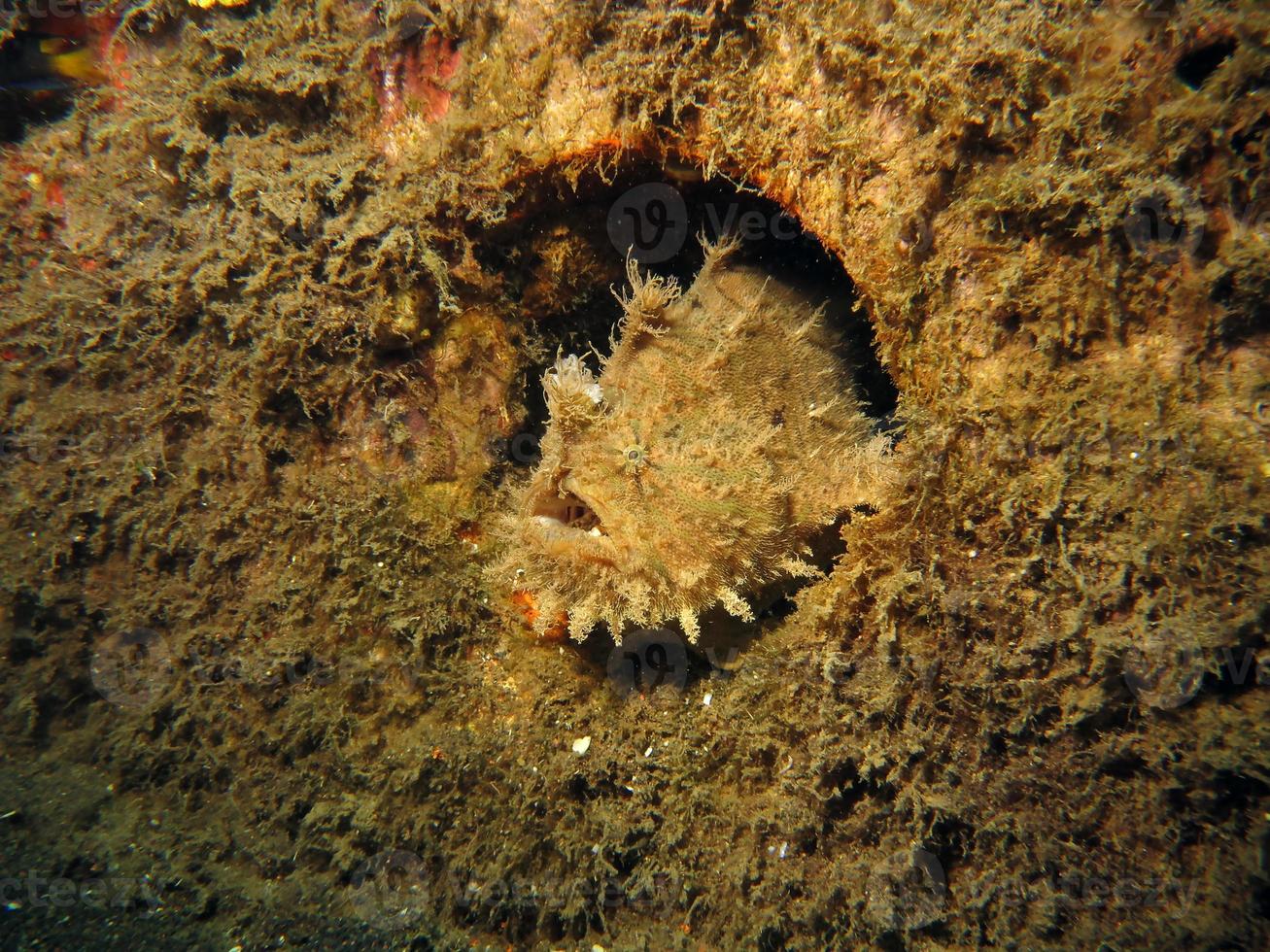 pesce rana ispido o ispido nascosto nella spazzatura. foto