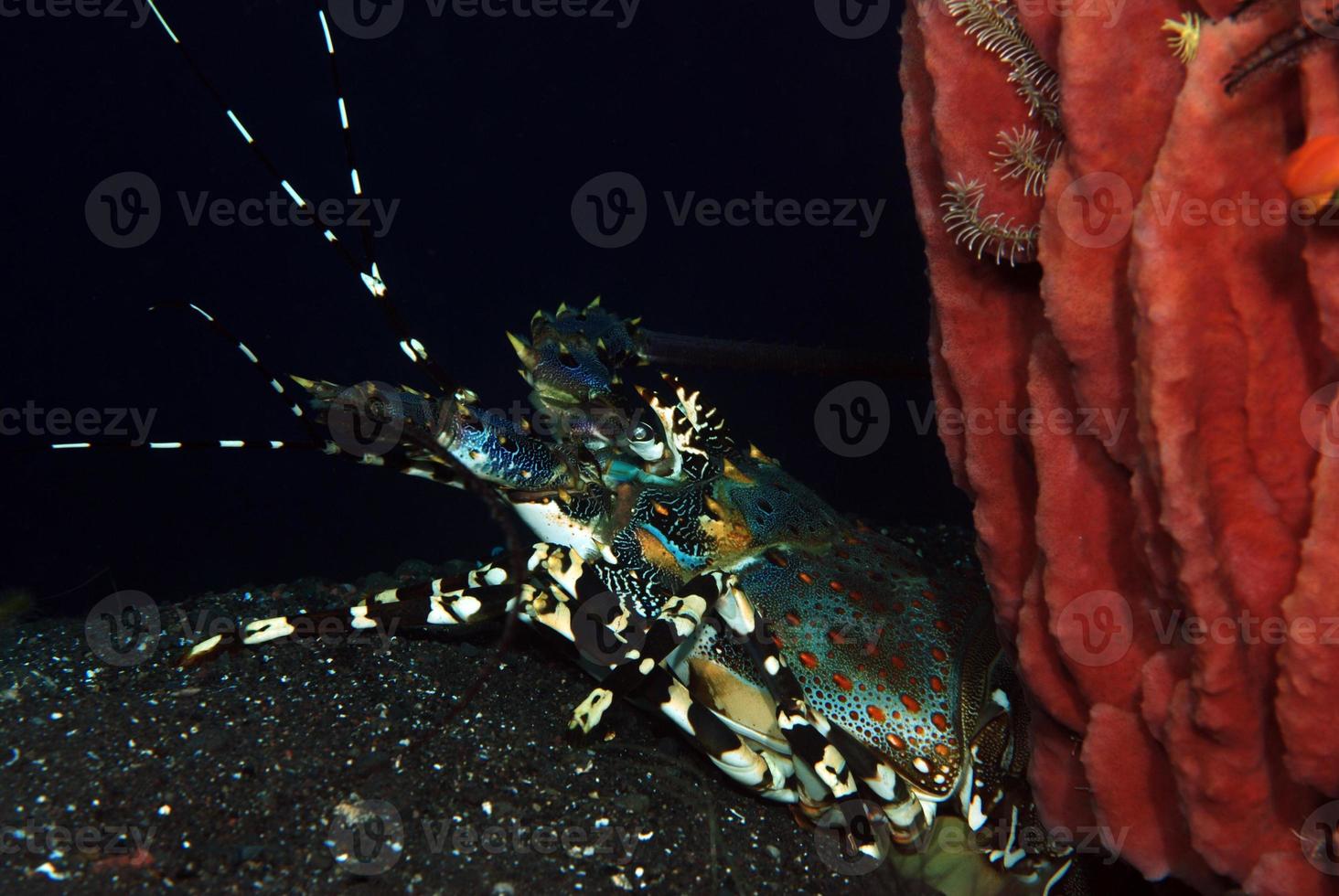 aragosta spinosa decorata che vive sotto una spugna. foto