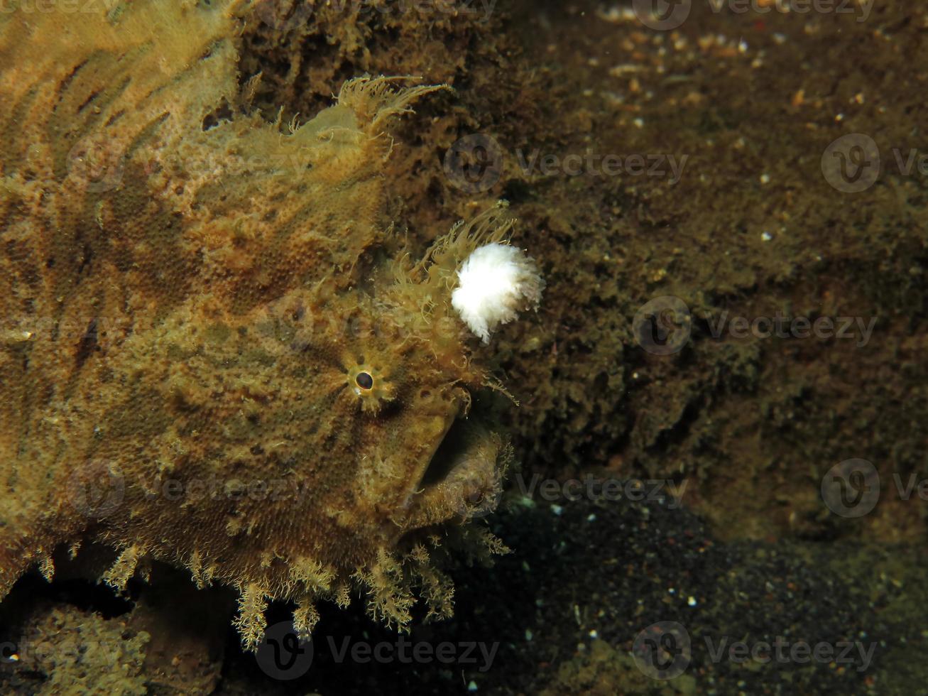 pesce rana ispido o ispido nascosto nella spazzatura. foto