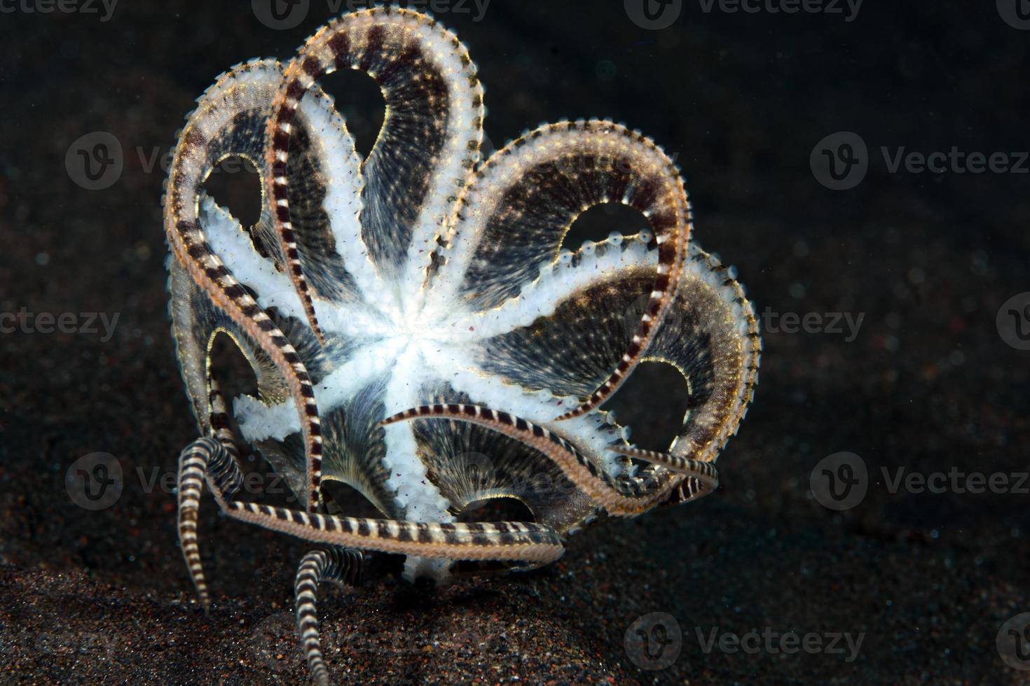 un raro polpo mimico nel mare di bali. foto