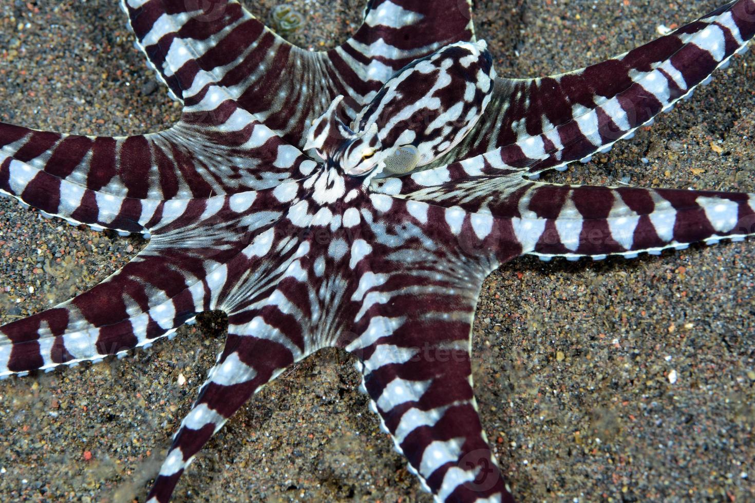 un raro polpo mimico nel mare di bali. foto