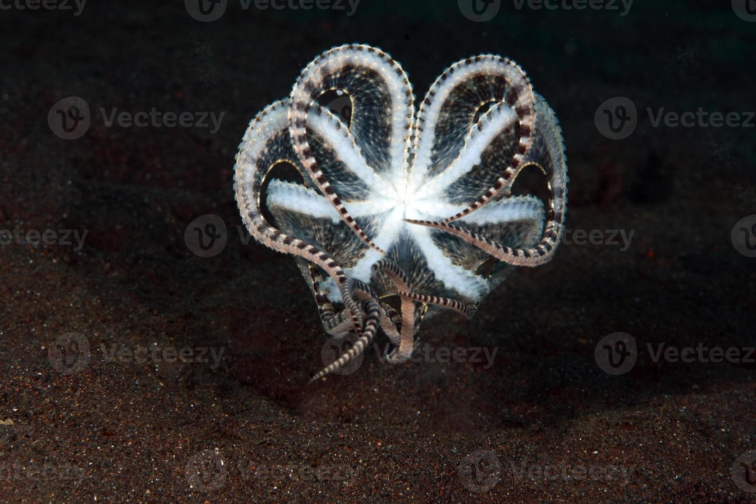 un raro polpo mimico nel mare di bali. foto