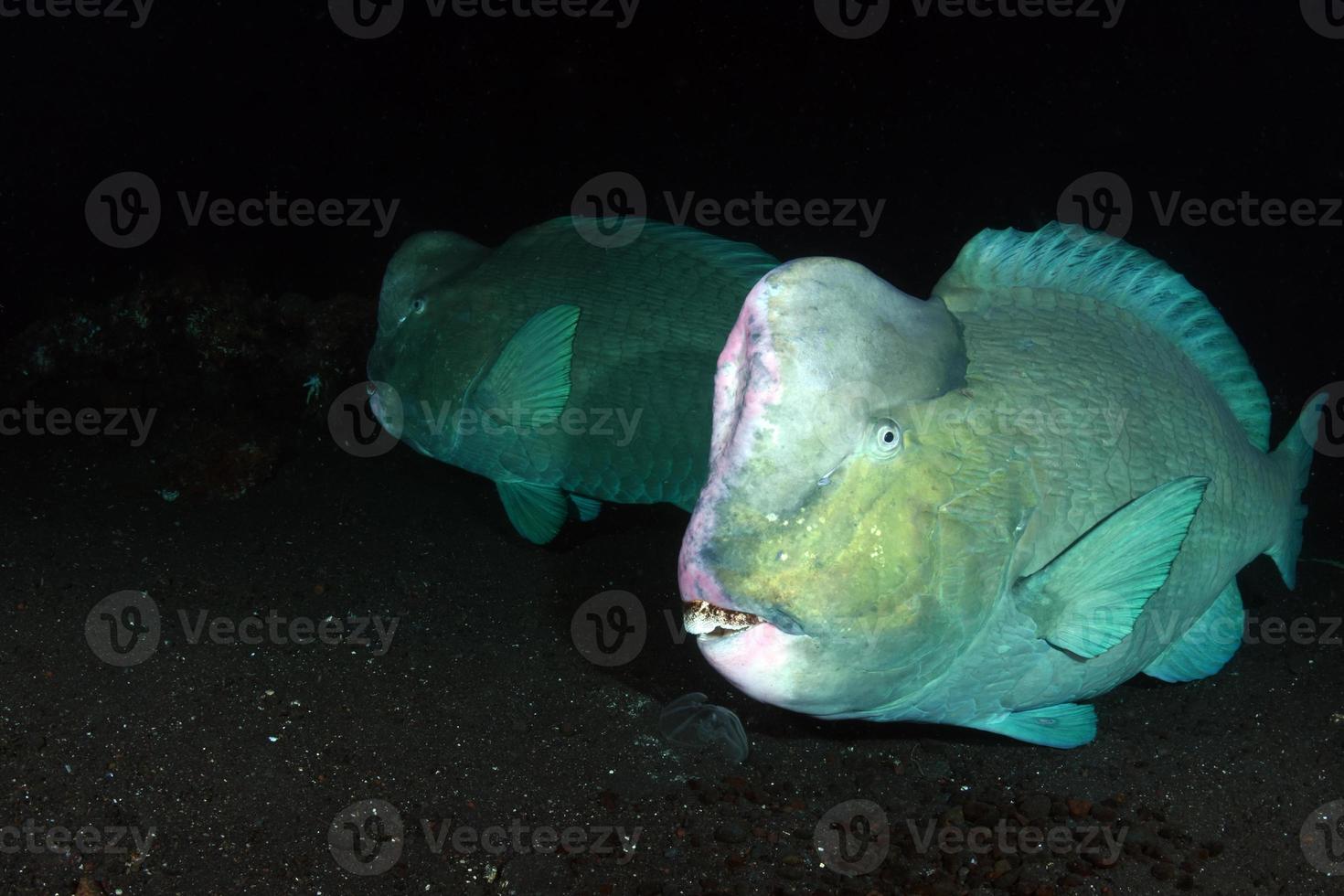 pesce pappagallo gigante al relitto della nave liberty. foto