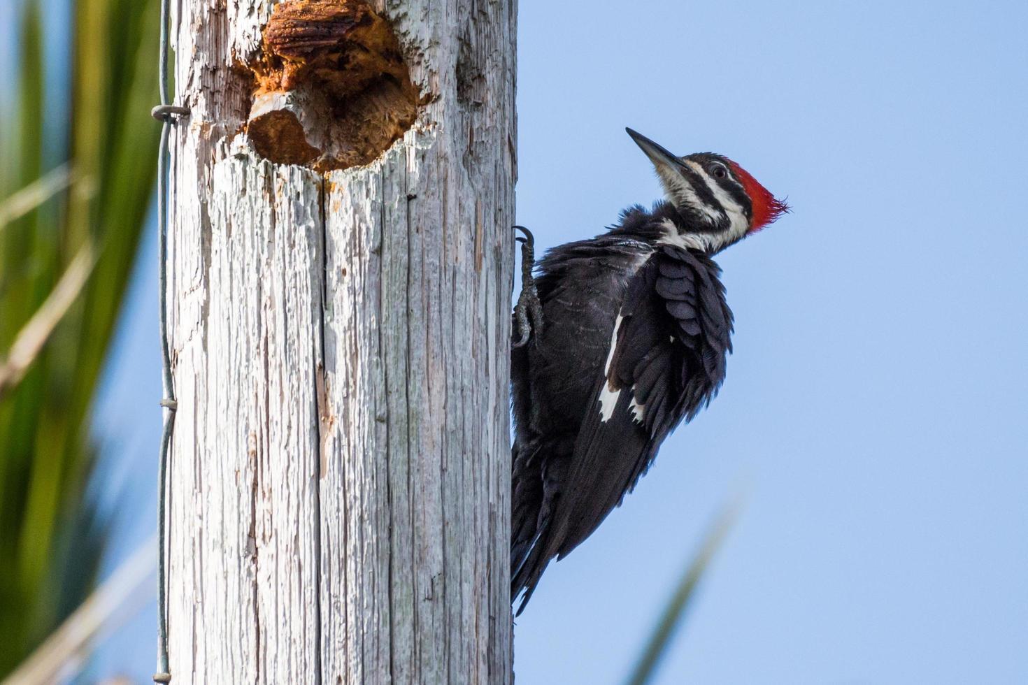 Picchio pileato dryocopus pileatus foto