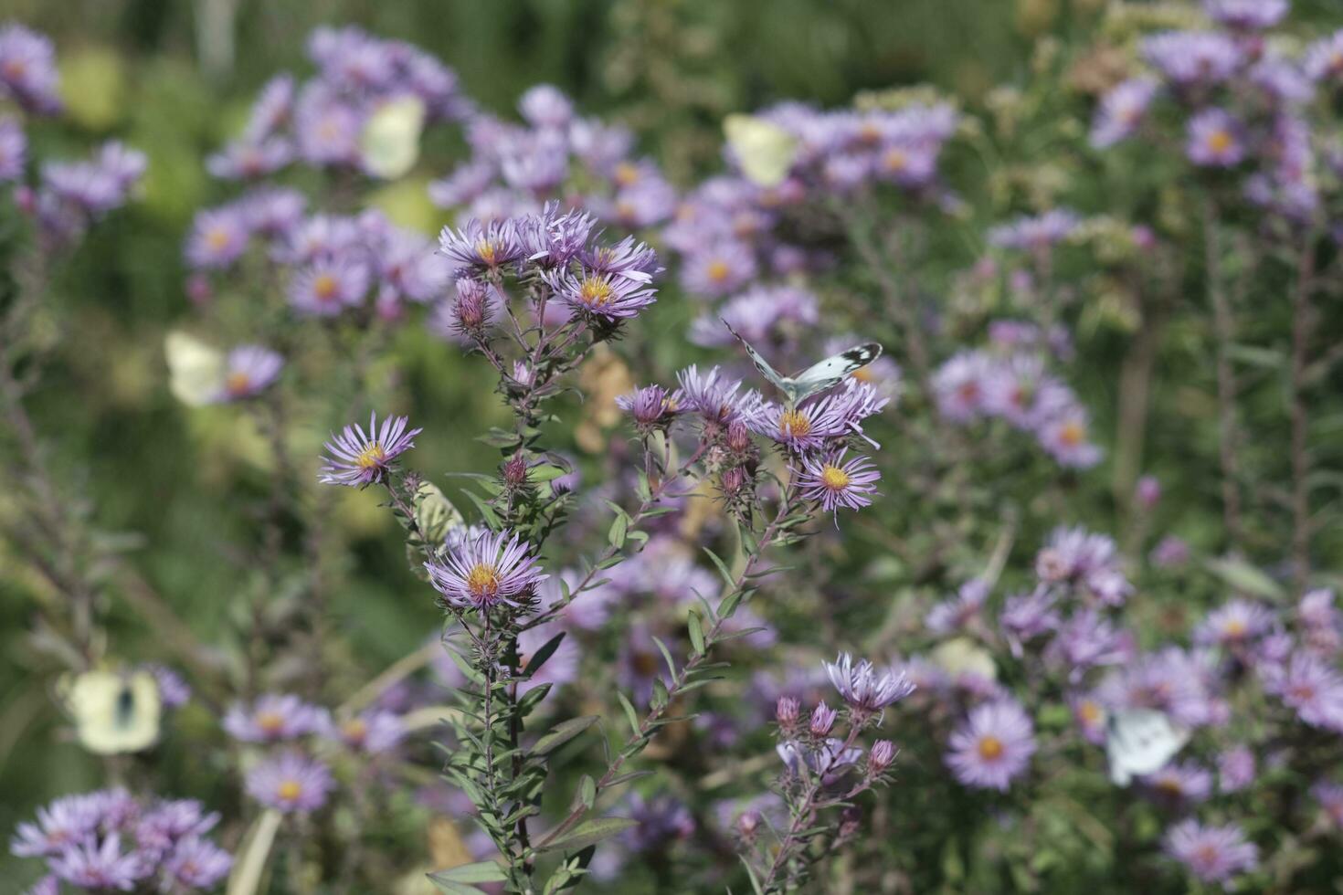 verde farfalla e viola ametista astro foto