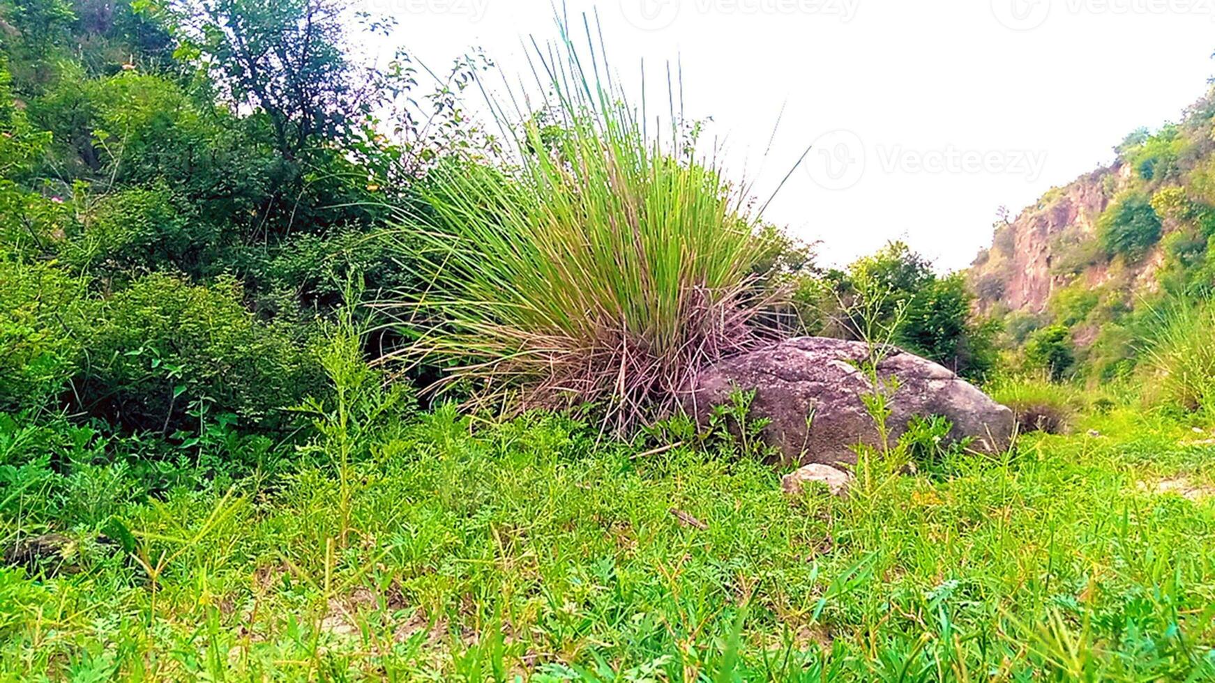 natura erba e alberi vicino flussi foto