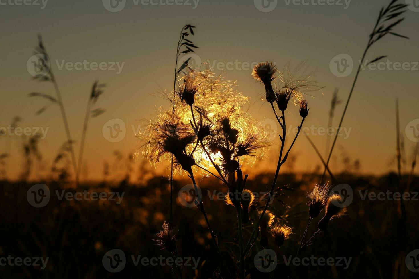 selvaggio erba nel natura su un' tramonto sfondo foto