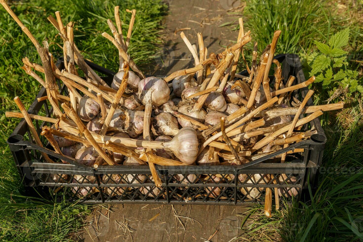 aglio raccogliere nel un' plastica scatola. foto