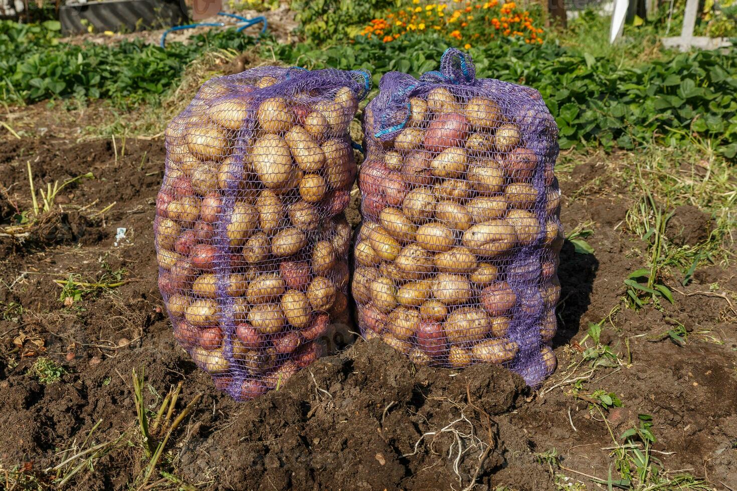 fresco biologico patate nel campo. raccolto patate in piedi nel sacchi nel il giardino. foto