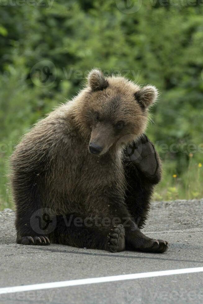 kamchatka Marrone orso graffiare il suo indietro zampa dietro a orecchio spaventoso zanzare foto