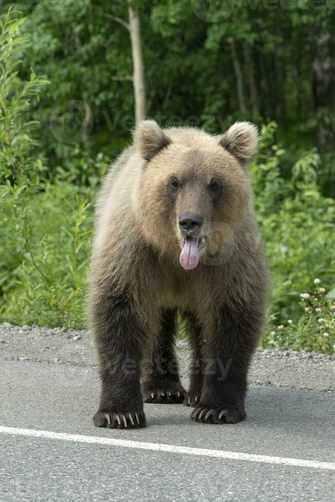 kamchatka Marrone orso mettere il suo lingua su di il suo bocca foto