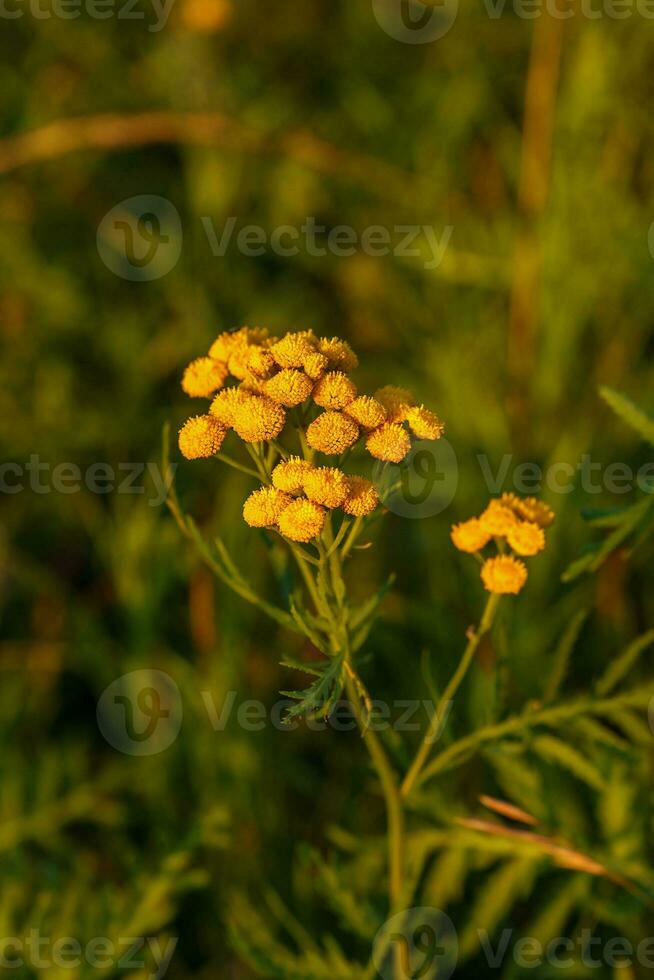 giallo fiori di tanaceto vulgare o tanaceto. selvaggio medicinale pianta tanaceto foto