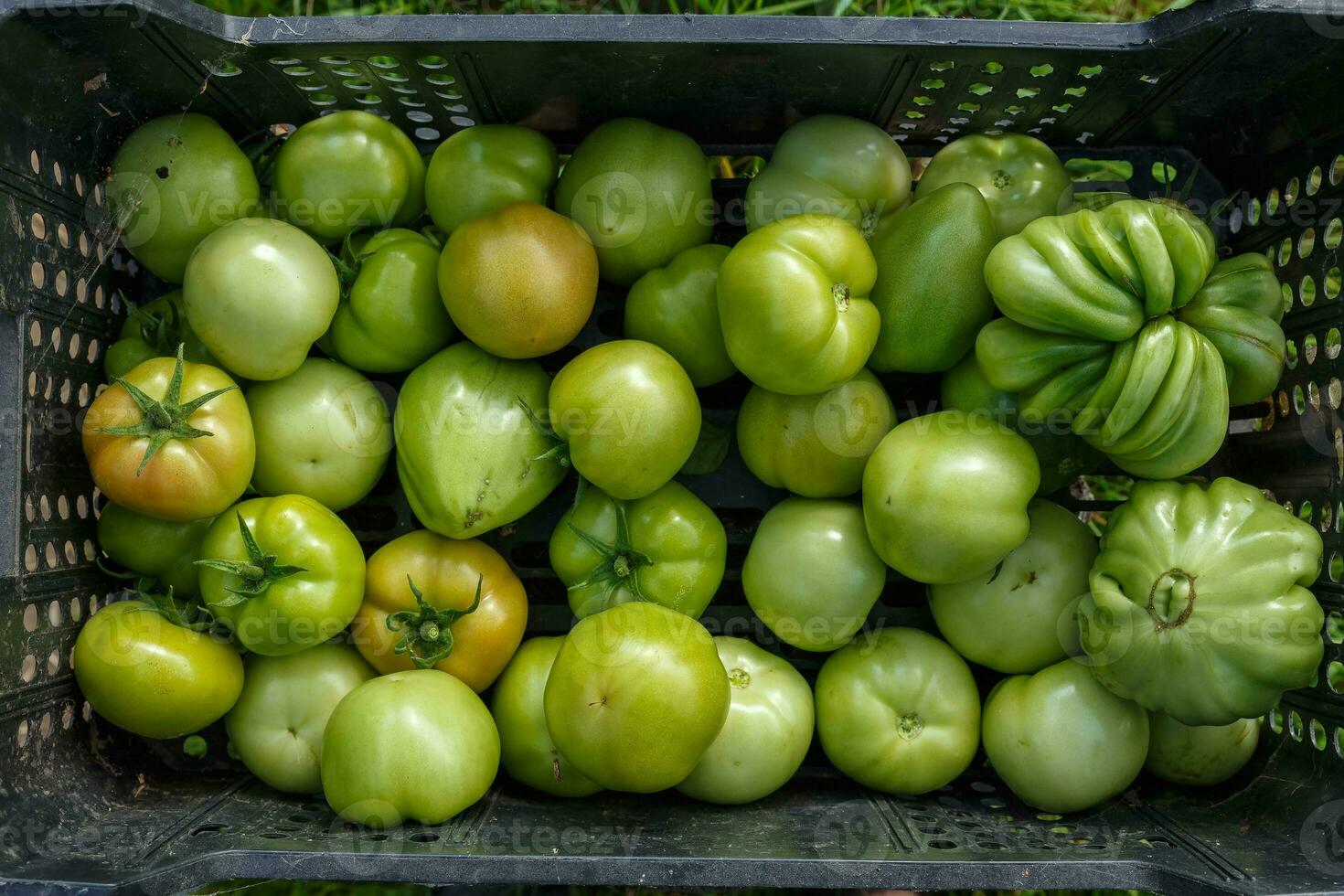 verde pomodori nel un' nero plastica scatola. raccolta pomodori. foto