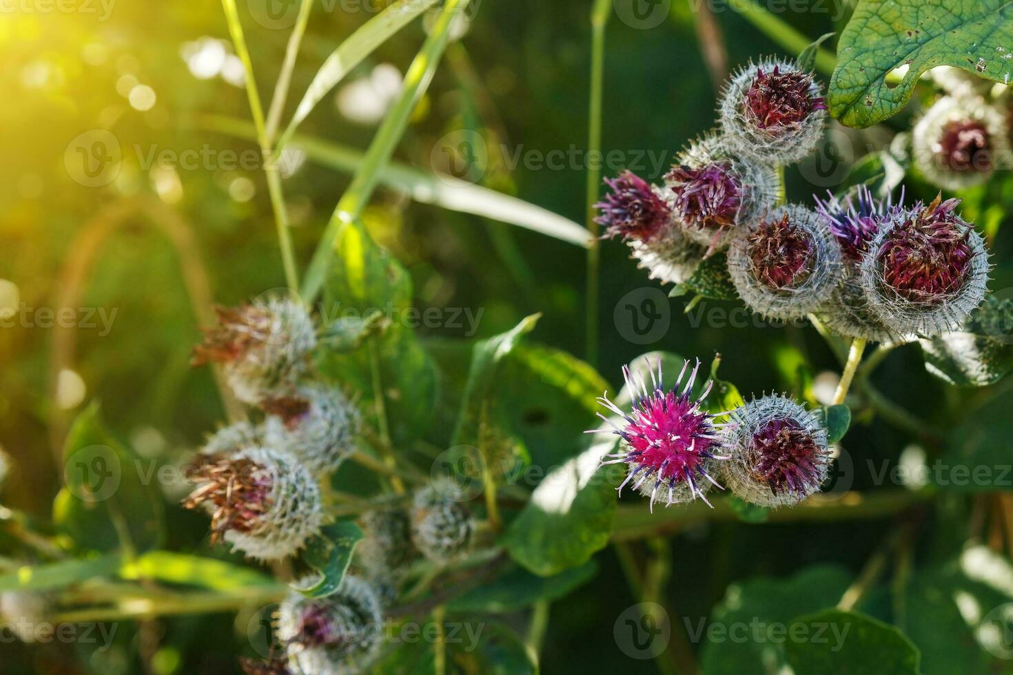 arctium lappa comunemente chiamato maggiore bardana foto