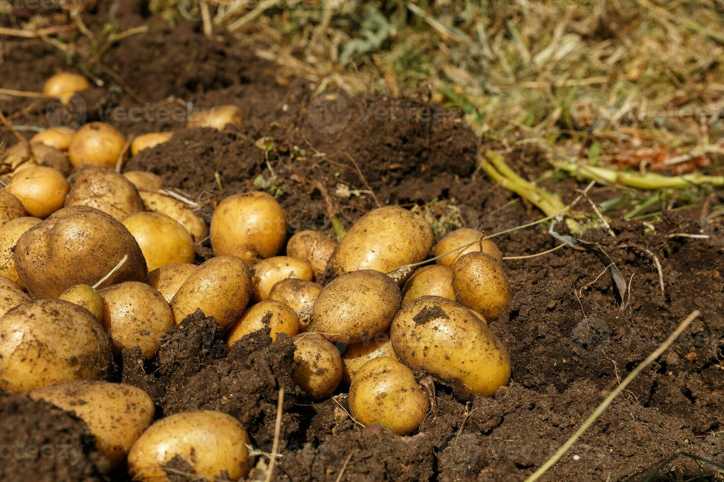 mucchio di di recente raccolto patate su campo. raccolta Patata radici a partire dal suolo nel fatti in casa giardino. foto