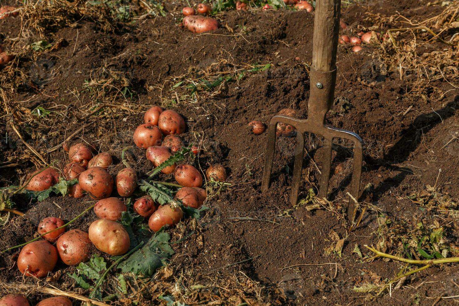 mucchio di patate e forcone attaccare su di il terra. Patata scavando. foto