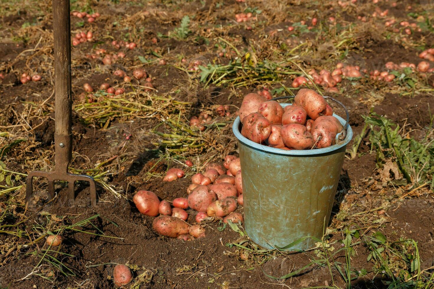 pieno secchio di patate in piedi nel il campo. forcone attaccare su di il terra. foto