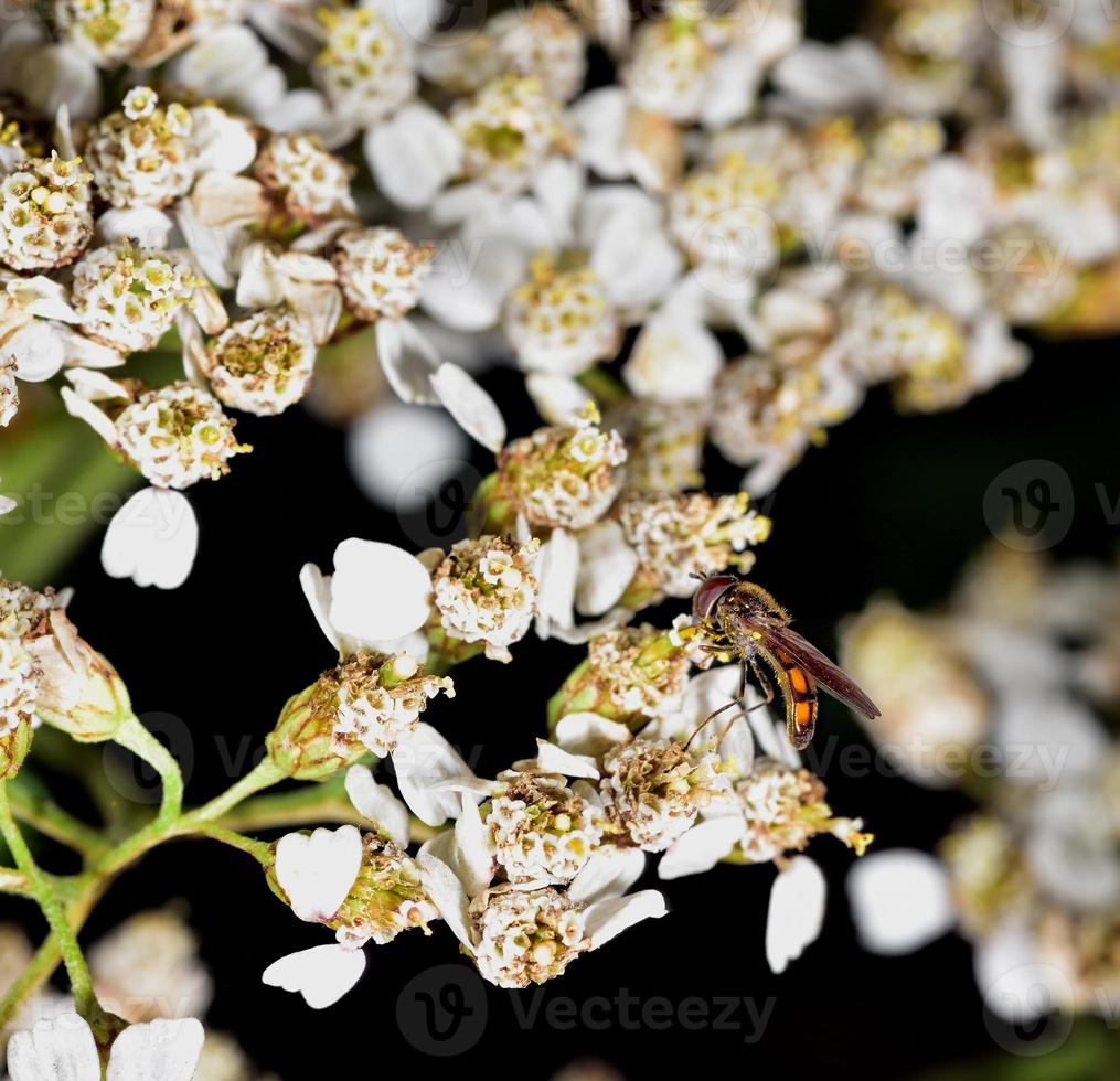 nettare di sirfide che si nutre di un fiore bianco foto